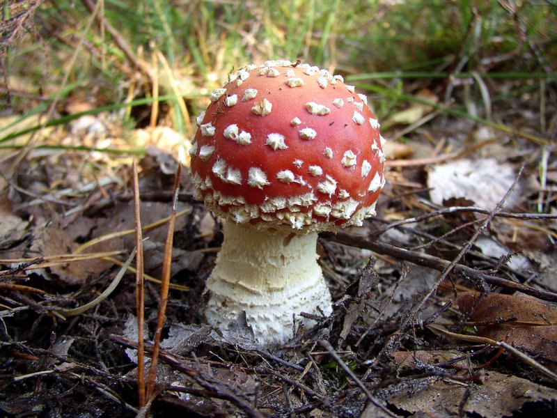Amanita muscaria 03